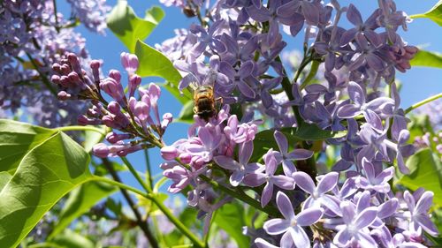 Close-up of bee pollinating on purple flower