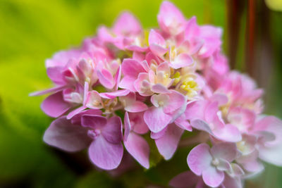 Close-up of flowers blooming outdoors