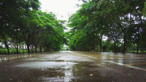 Wet dirt road in forest