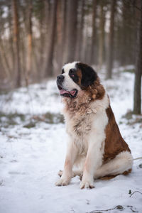 Daylight forest winter day with saint bernard dog