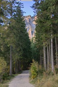 Pine trees in forest