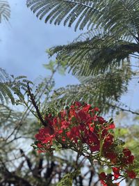 Close-up of red flowering plant against sky