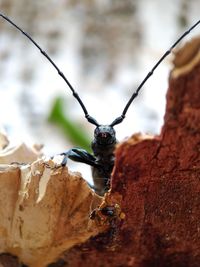 Close-up of insect on rock