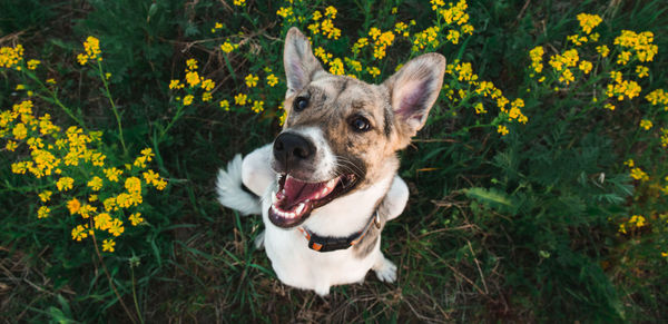 Portrait of dog on field