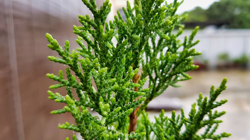 Close-up of potted plant