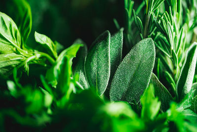 Close-up of fresh green herbs