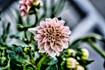 Close-up of pink flowering plant