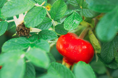 Close-up of strawberries