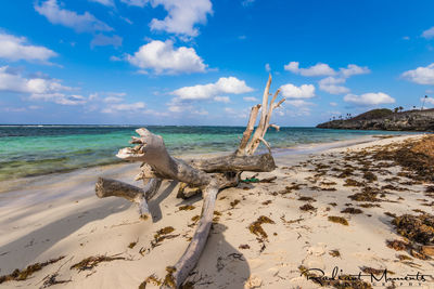 Driftwood on beach against sky