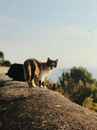 Cat on rock against sky
