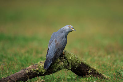 Close-up of bird perching on a land