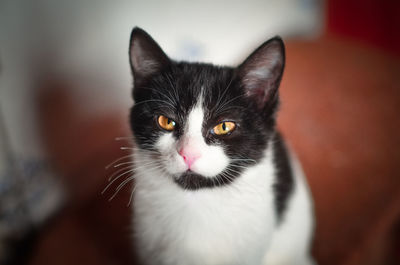 Close-up portrait of cat at home