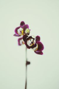 Close-up of flower over white background