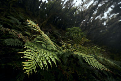 Leaves of fern in mysterious foggy forest. anaga national park in tenerife, spain.