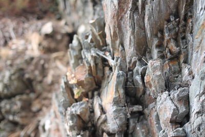 Full frame shot of tree trunk