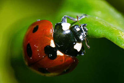 Close-up of ladybug on leaf