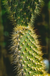 Close-up of succulent plant