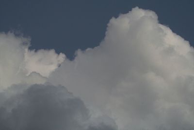 Low angle view of tree against sky