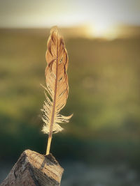 Close-up of feather on wood