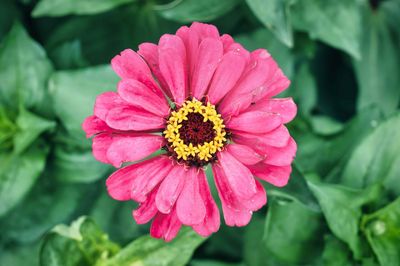 Close-up of pink flower