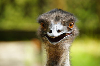 Close-up portrait of ostrich