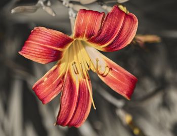 Close-up of red flower