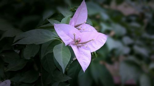 Close-up of purple flower