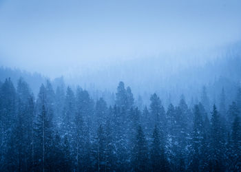 Snowy treetops in the mountains