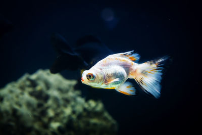 Close-up of fish swimming in sea