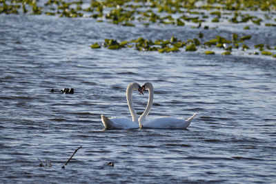 Swans swimming in lake