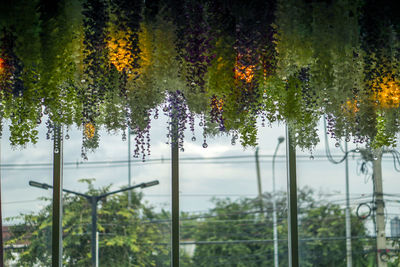 Close-up of flowering plants by trees