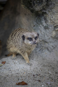 Close-up of meerkat in front of cave