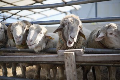 Close-up of sheep in pen