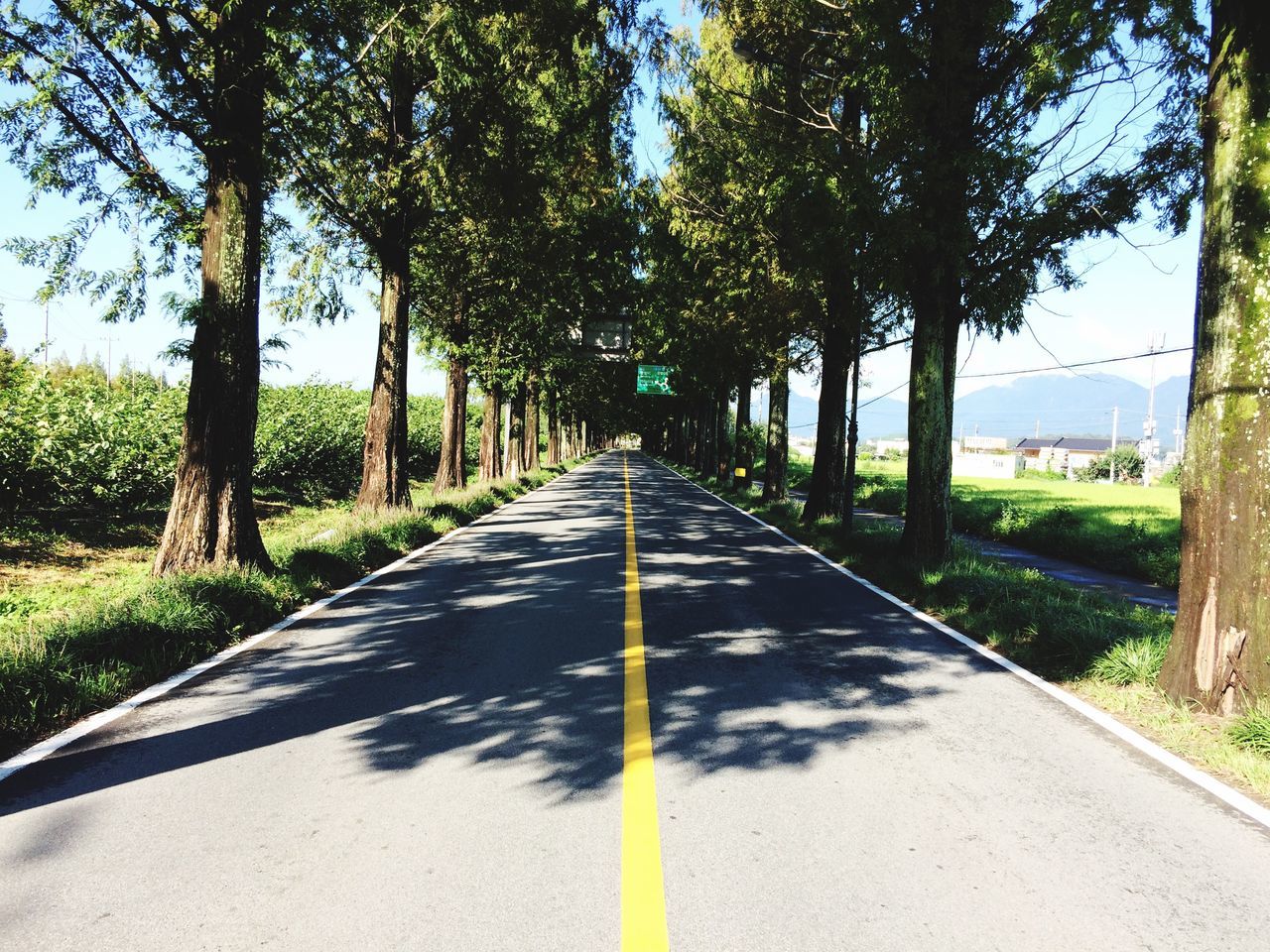 the way forward, tree, diminishing perspective, vanishing point, transportation, road, tranquility, empty road, growth, treelined, road marking, nature, long, sunlight, tree trunk, tranquil scene, shadow, day, empty, country road