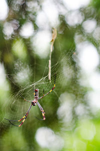 Low angle view of spider on web