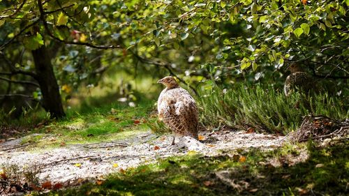 Bird perching against tree