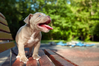 Dog looking away