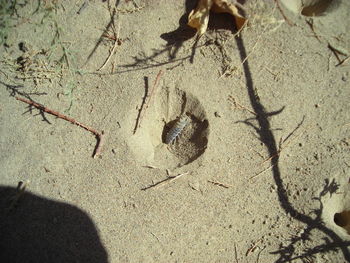 High angle view of cat on sand at beach