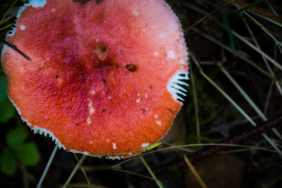 Close-up of orange fruit on field