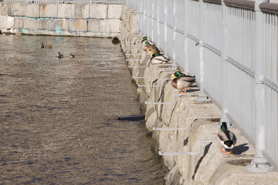 Mallards on wall