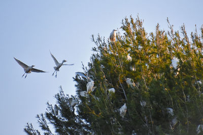 Low angle view of birds flying in the sky