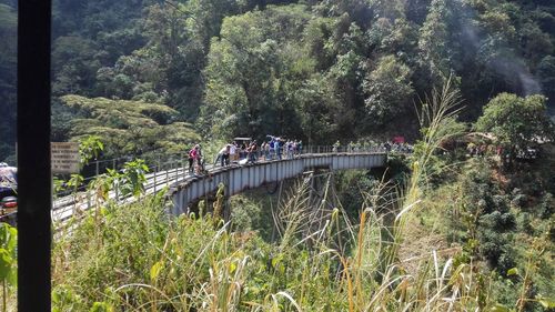 Reflection of trees in water