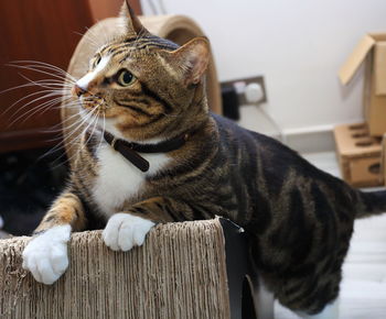 Close-up of cat sitting on table