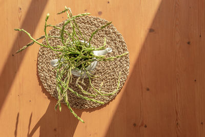 High angle view of potted plant on table