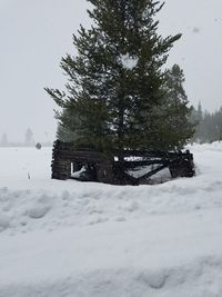 Trees on snow covered landscape