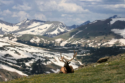 Bull elk with large antlers sit on mountain summit edge with snow hill. rocky mountain national park