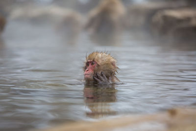 Close-up of monkey in hot spring