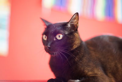 Close-up of cat looking away at home