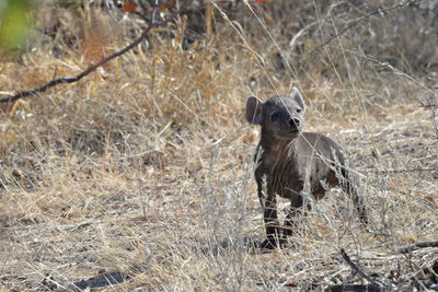 Portrait of an animal on field