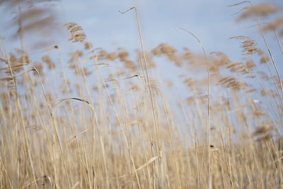 Close-up of stalks in field against sky